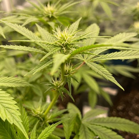 Fernande  growlog timeline photo