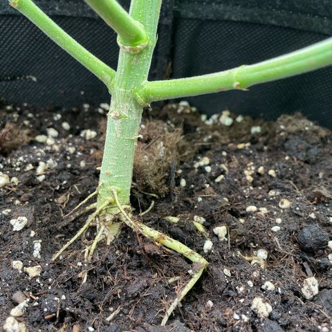 Fernande  growlog timeline photo