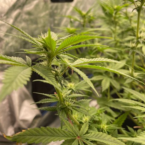 Fernande  growlog timeline photo
