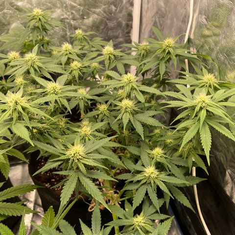 Marguerites  growlog timeline photo
