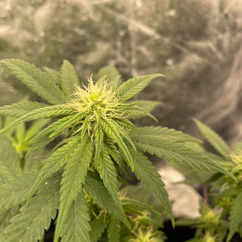 Marguerites  growlog timeline photo