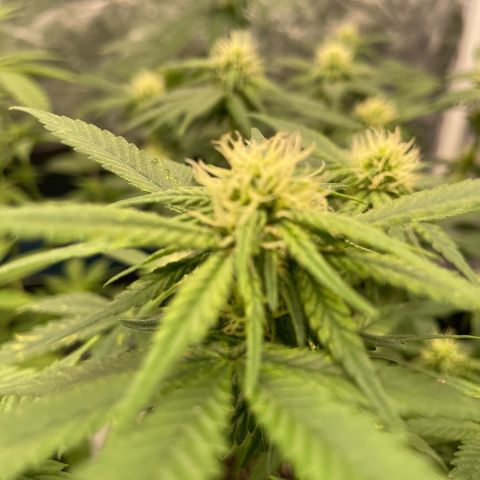 Marguerites  growlog timeline photo
