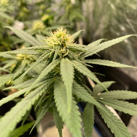 Marguerites  growlog timeline photo