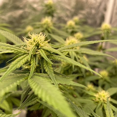 Marguerites  growlog timeline photo