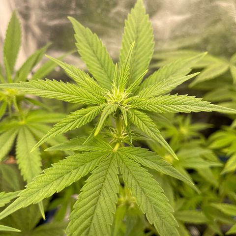 Paulette  growlog timeline photo