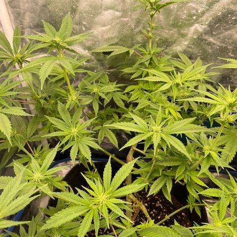 Paulette  growlog timeline photo