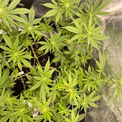 Paulette  growlog timeline photo