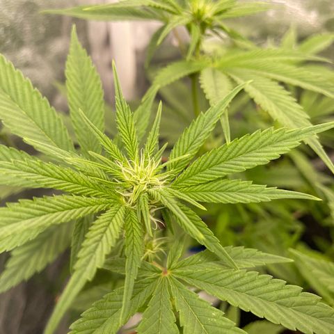 Paulette  growlog timeline photo