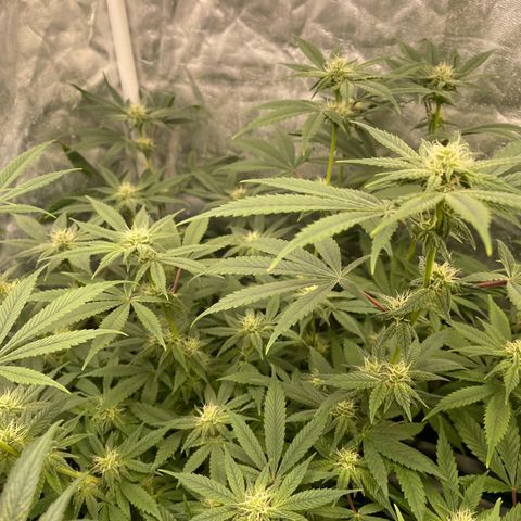 Paulette  growlog timeline photo