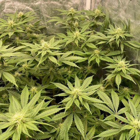 Fernande  growlog timeline photo