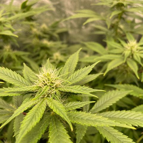 Fernande  growlog timeline photo