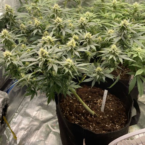 Marguerites  growlog timeline photo