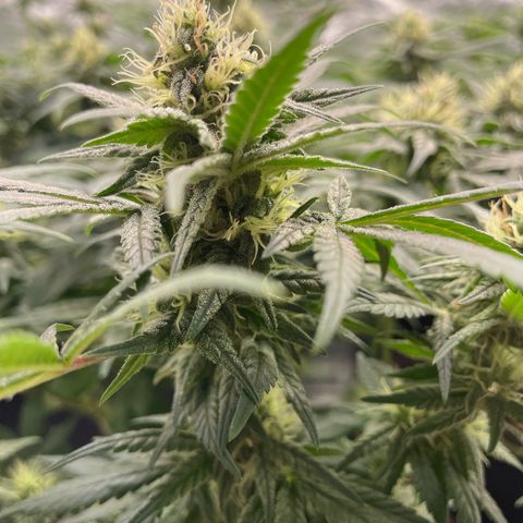 Marguerites  growlog timeline photo