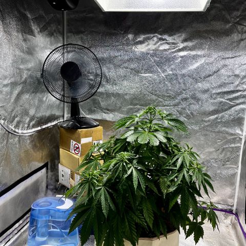 SKYW#1 growlog timeline photo