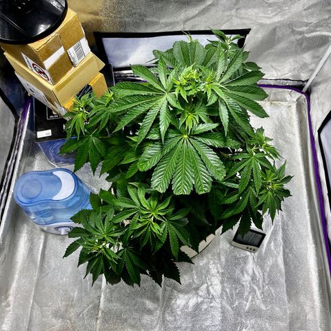 SKYW#1 growlog timeline photo