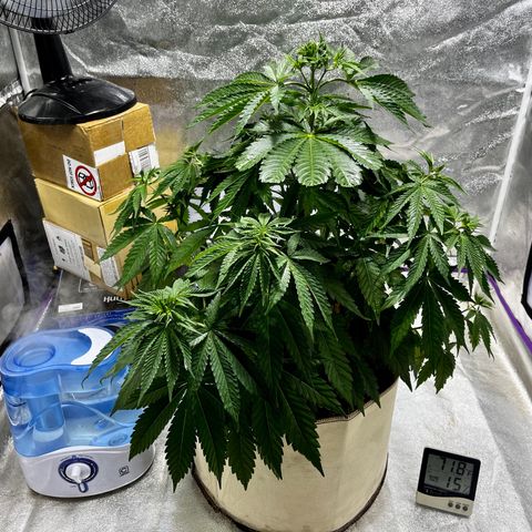 SKYW#1 growlog timeline photo