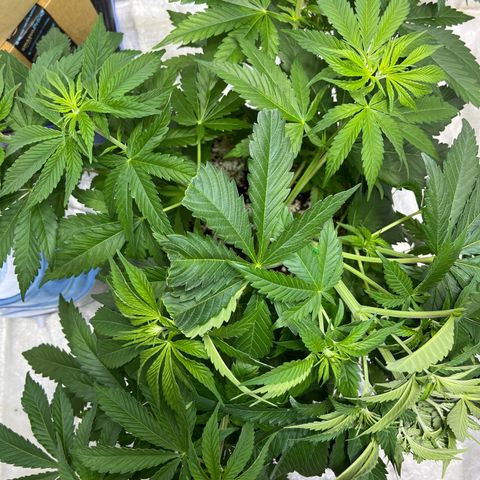 SKYW#1 growlog photo: Semi-successful (?) supercroping