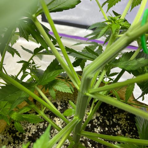 SKYW#1 growlog photo: Semi-successful (?) supercroping