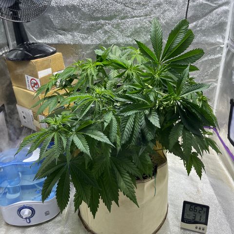 SKYW#1 growlog photo: Semi-successful (?) supercroping