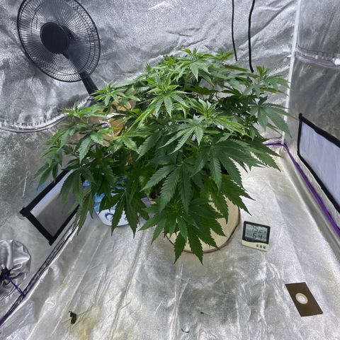SKYW#1 growlog timeline photo