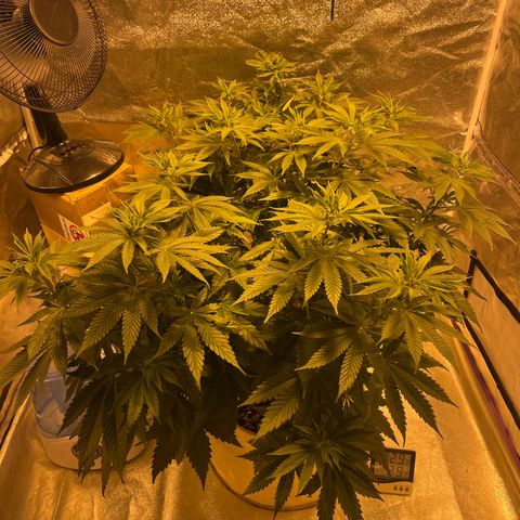 SKYW#1 growlog timeline photo