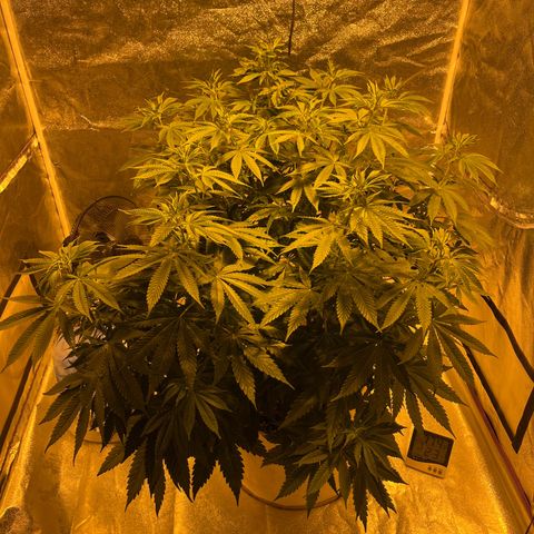 SKYW#1 growlog timeline photo