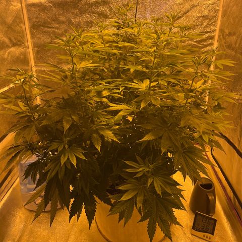 SKYW#1 growlog timeline photo
