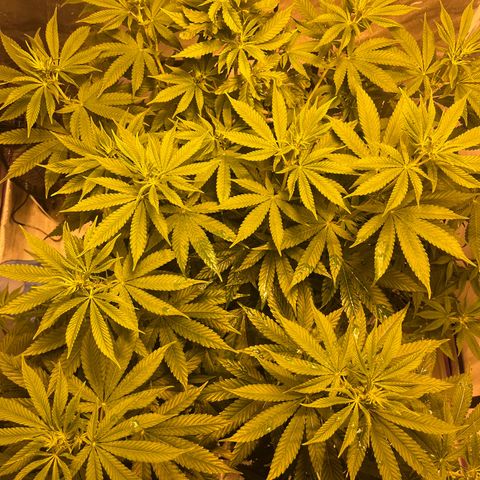 SKYW#1 growlog timeline photo