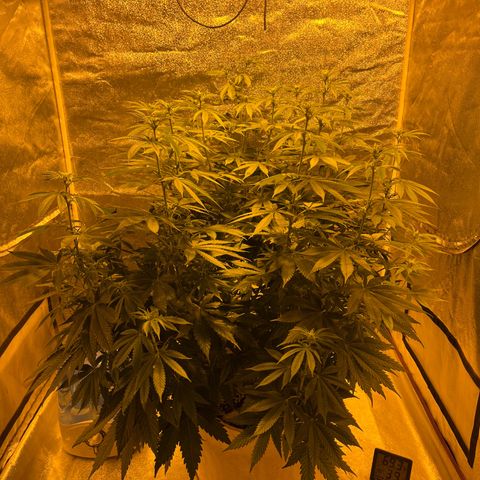 SKYW#1 growlog timeline photo