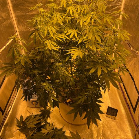 SKYW#1 growlog timeline photo
