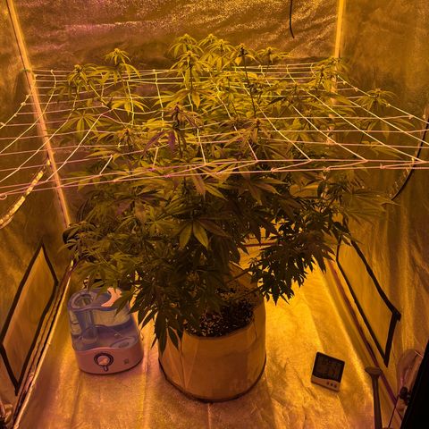 SKYW#1 growlog timeline photo