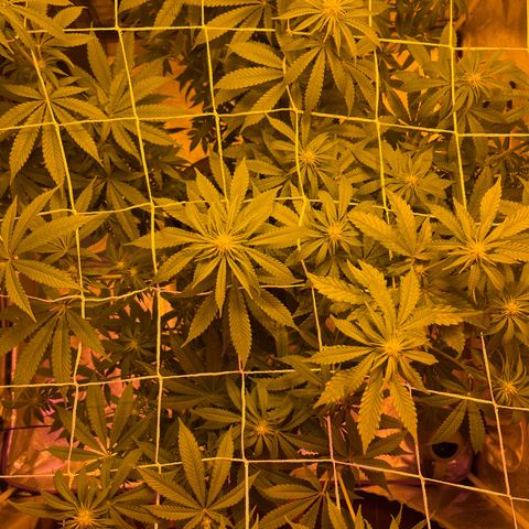 SKYW#1 growlog timeline photo