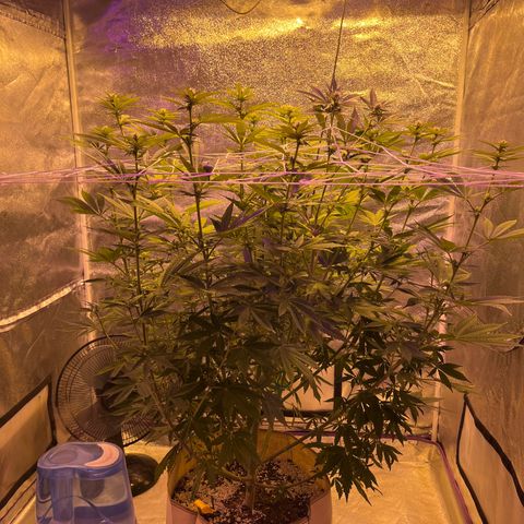 SKYW#1 growlog timeline photo