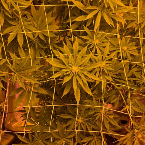 SKYW#1 growlog timeline photo