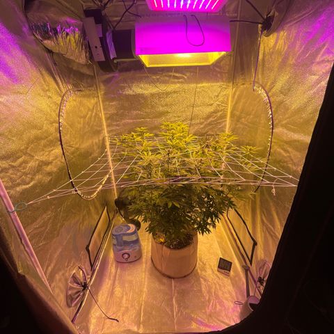 SKYW#1 growlog timeline photo
