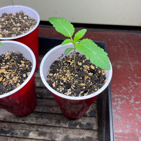 BB#1 growlog timeline photo