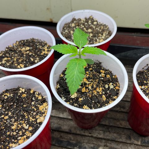 BB#2 growlog timeline photo