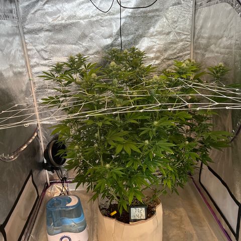 SKYW#1 growlog timeline photo