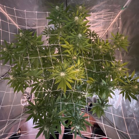 SKYW#1 growlog timeline photo