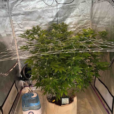 SKYW#1 growlog timeline photo