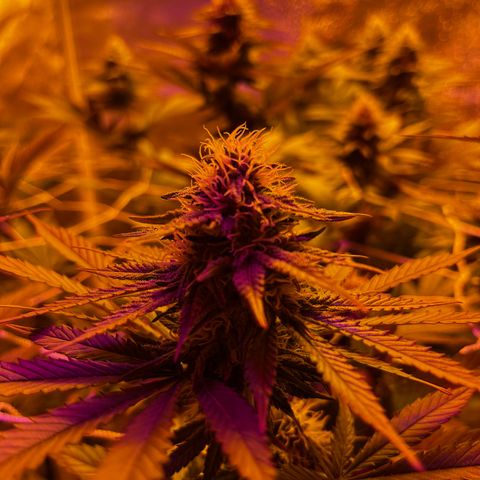 SKYW#1 growlog timeline photo