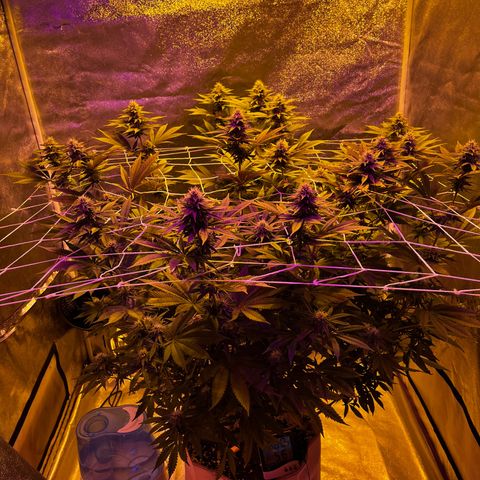 SKYW#1 growlog timeline photo