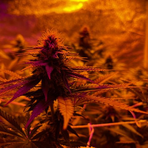 SKYW#1 growlog timeline photo