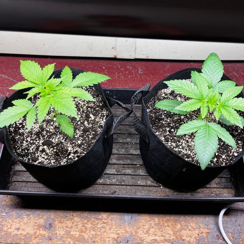 BB#2 growlog timeline photo