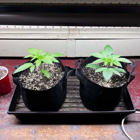 BB#2 growlog timeline photo