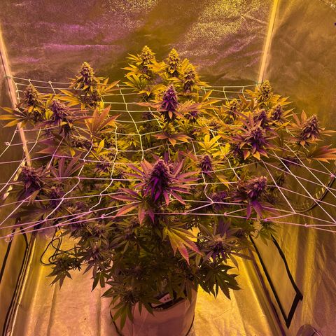 SKYW#1 growlog timeline photo