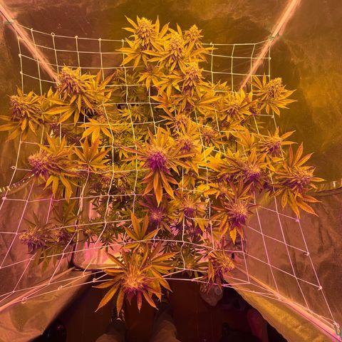 SKYW#1 growlog timeline photo