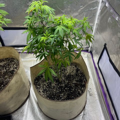 BB#1 growlog timeline photo