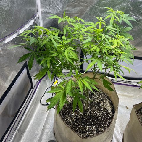 BB#2 growlog timeline photo