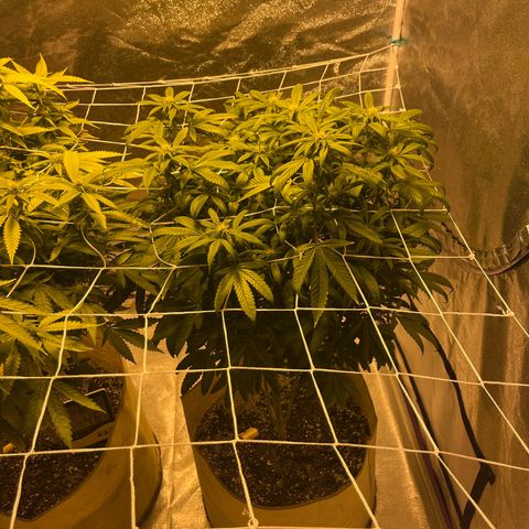 BB#1 growlog photo: Before defoliating 